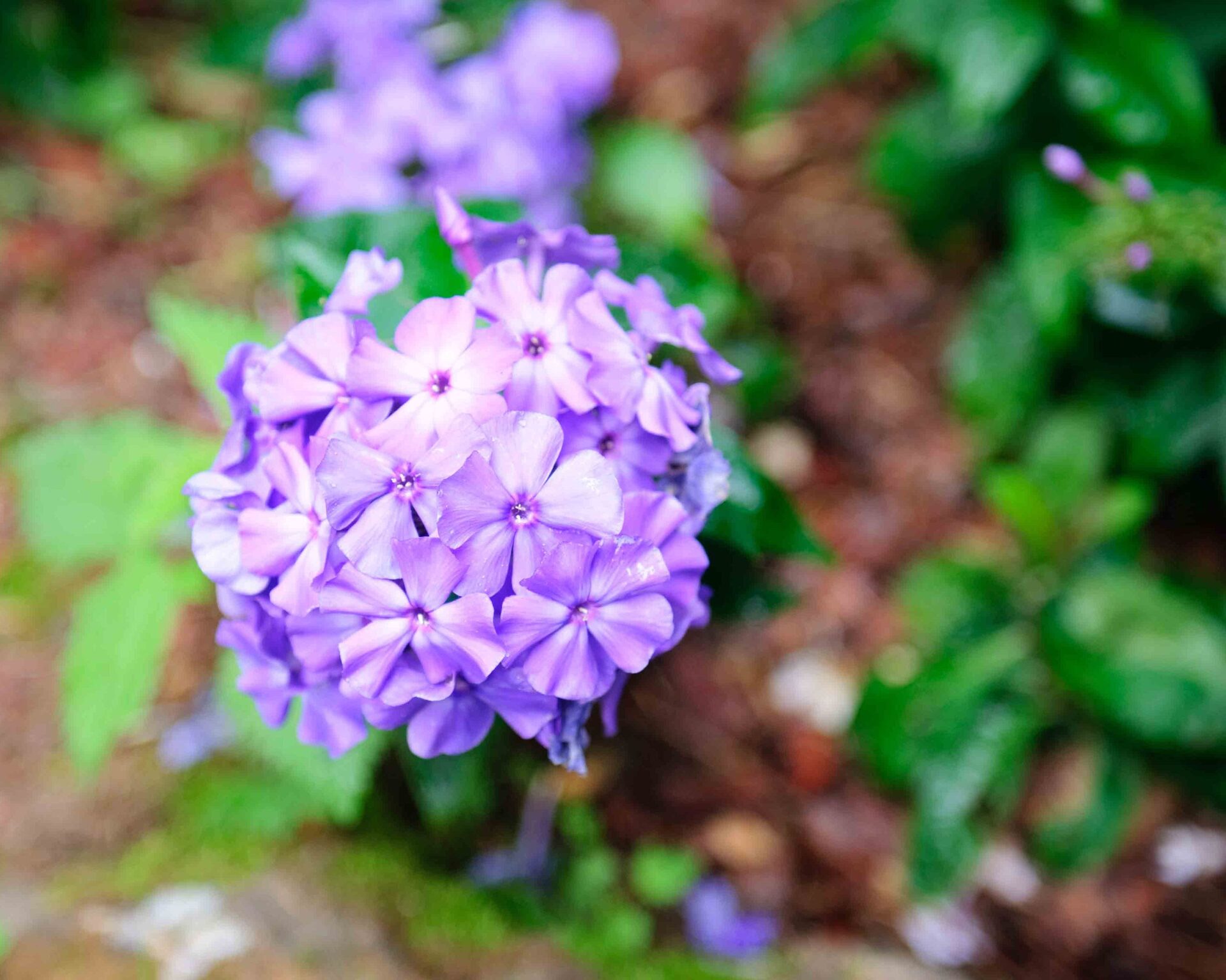 Проект Троицкое